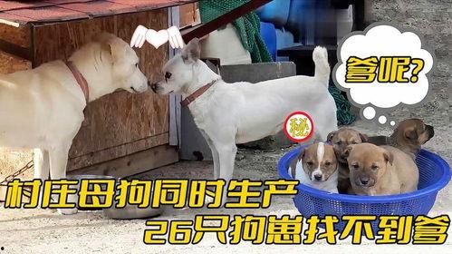 国产母狗,传承与创新中的民族犬种风采 第3张 国产母狗,传承与创新中的民族犬种风采 第3张