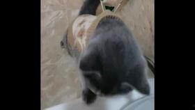 国产老肥熟,传承与创新中的匠心独运 第3张 国产老肥熟,传承与创新中的匠心独运 第3张