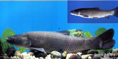 青鱼视频国产3 第3张 青鱼视频国产3 第3张