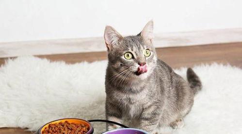 娱乐吃瓜酱猫咪,娱乐吃瓜酱猫咪的趣味日常